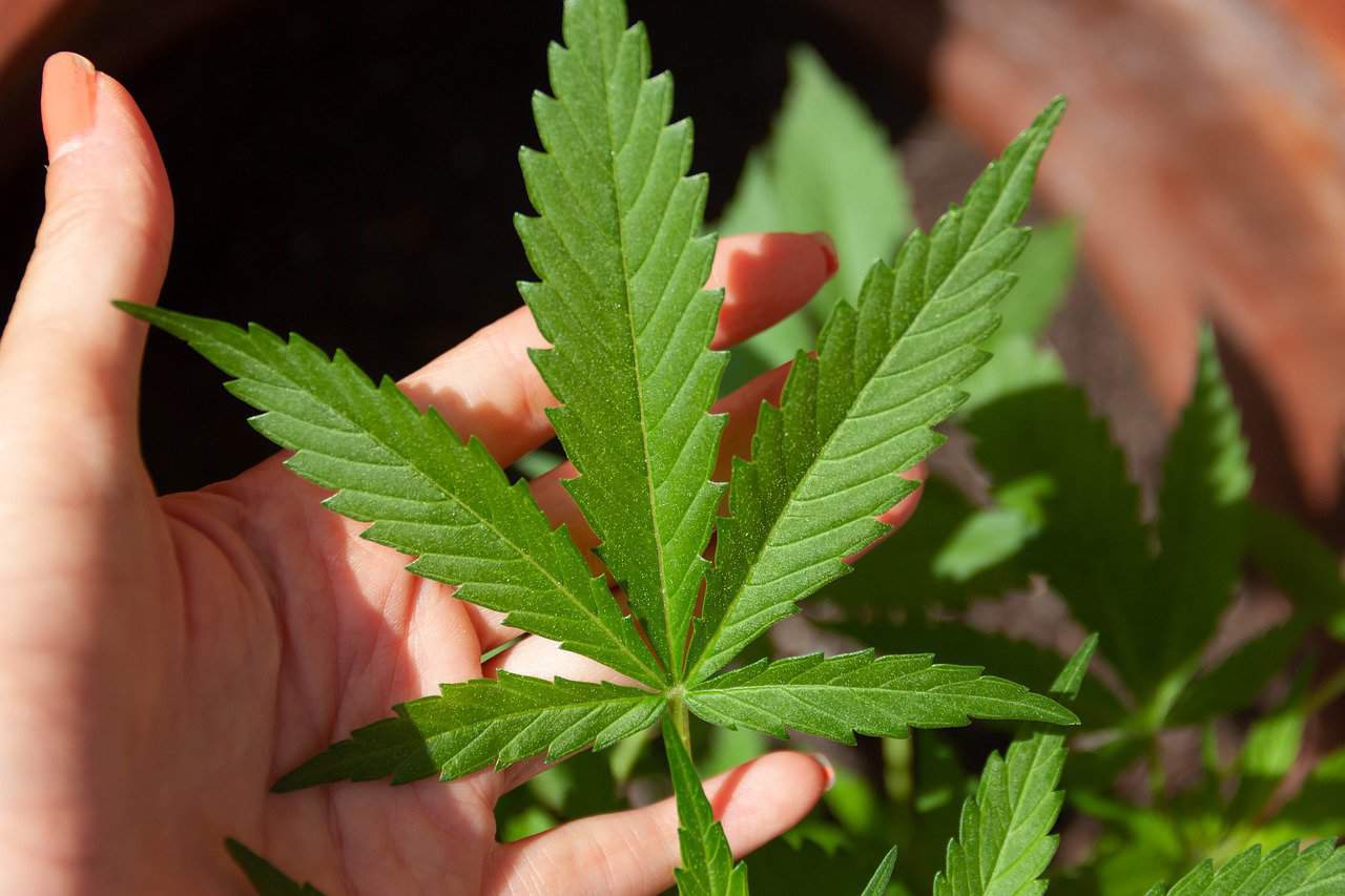 כל היתרונות בשמן CBD