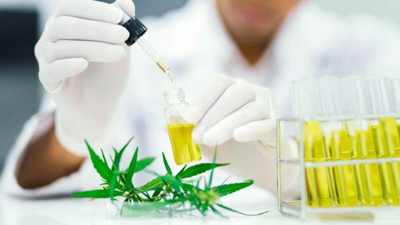 שמן CBD